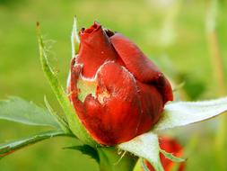 Spring Rose close-up