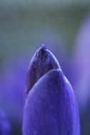 Crocus Flower Spring close-up on blurred background