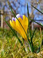 Yellow flower in the field