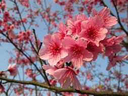 Cherry Blossoms Yoshino YÄ«ng