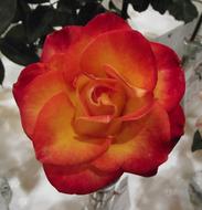 Close-up of the beautiful and colorful, blooming rose flower, at background with green leaves