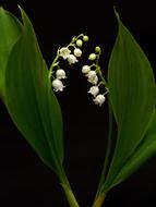 Lily Of The Valley Convallaria