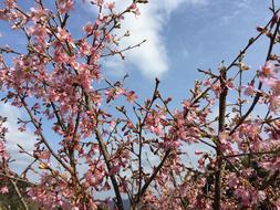 Cherry Blossoms Flowers Spring