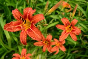 Flower Orange in the rain close-up