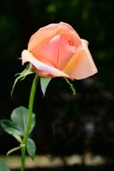 pink Rose Flower Blossom