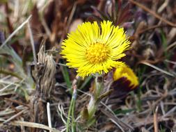 Tussilago Flower Yellow