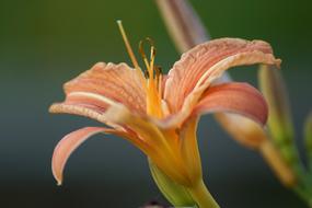 Lily Flower Blossom