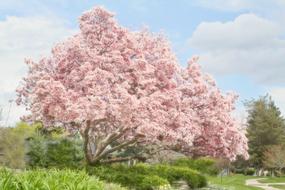 Beautiful and colorful landscape with magnolia trees and other plants, in the spring, under the blue sky with clouds