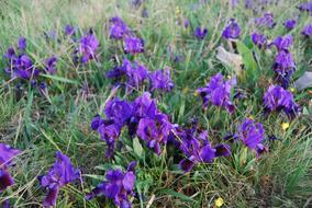 Fleur-De-Lis Flowers at spring