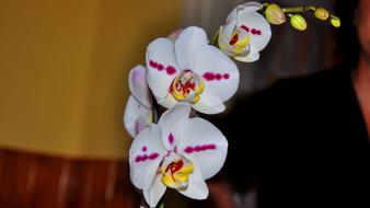Orchid Flower close-up in blurred background