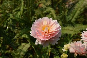 flower with fluffy, open petals that grows in the garden