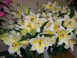 Flowers Lilies Flora