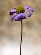Macro photo of Small purple Flower