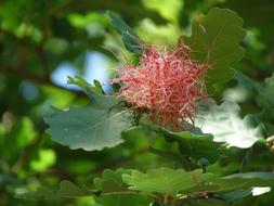 Holm Flower