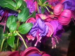 Tropical Flower Garden