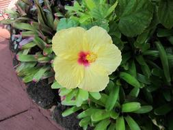 Flower Tropical
