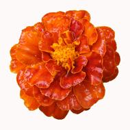 Close-up of the beautiful and colorful, shiny marigold flower, at white background, clipart