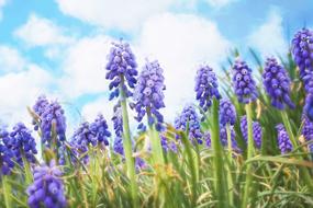 Bluebells Spring Purple flowers