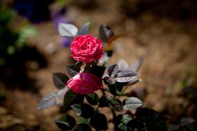 Rose 5Dmark2 70-200Mm