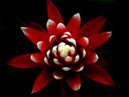 Guzmania Red Cone