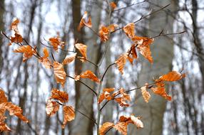 Winter Yellow