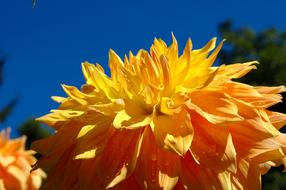 Large Flower Yellow Golden against the background of a bright blue sky