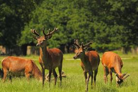 Deer Game Park
