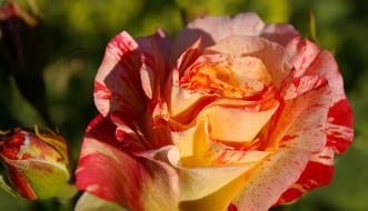 Bi Colorful Rose Painter