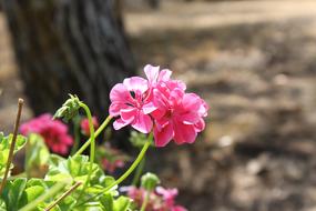 Pink Pergine Valdarno Flowers