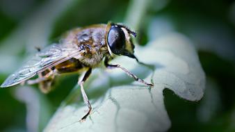 Bee Macro Spring Free