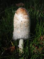 Comatus Schopf Mushroom