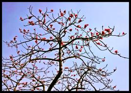 Spring Flowers