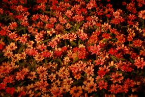 Flowers Night