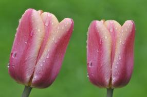 Tulip bud in water drops