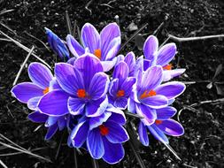 Crocus Flower Contrast at garden