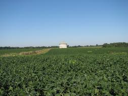 Soybean Field Silo