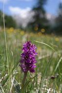 purple alpine orchid