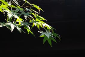 green trees on a black background