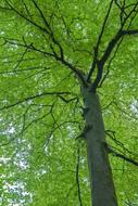 Beech Spring Tree