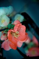 Flower Bud Pretty