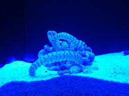 Anemone Ultra Violet