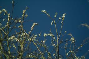 Spring Tree