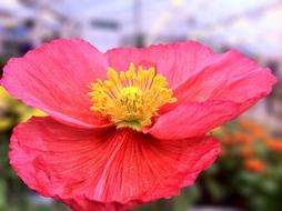 pink poppy flower close up in blurred background