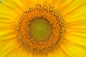 Sunflower Yellow Heart