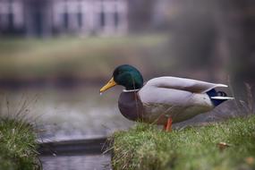 Easter Duck Palace