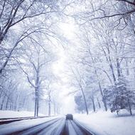 Winter Drive Tree