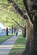 Jogging Tree Footpath