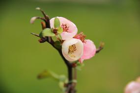 pink spring bloom in blurred background