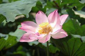 spring lotus and green leaves