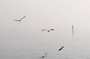 Gulls Flight Haze